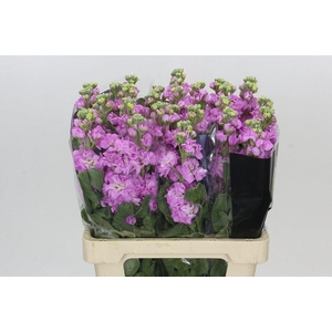 Matthiola Iron Pink