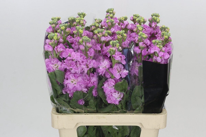 <h4>Matthiola Iron Pink</h4>