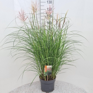 Miscanthus Red Chief