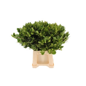 Arbutus 55cm