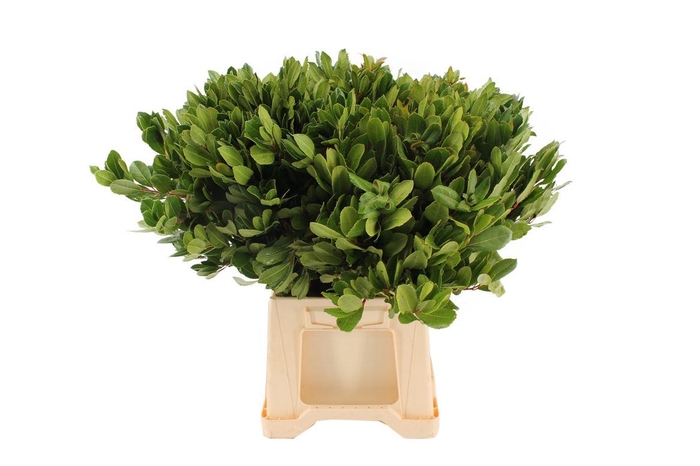<h4>Arbutus 55cm</h4>