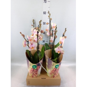 Phalaenopsis  'Peaches'