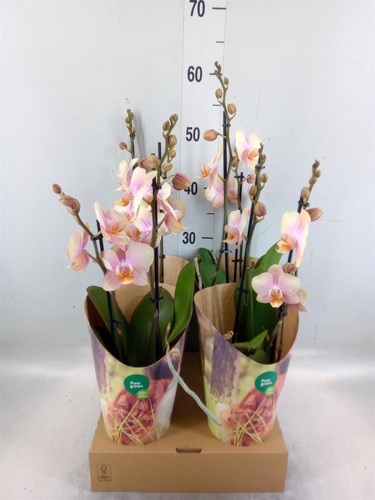 <h4>Phalaenopsis  'Peaches'</h4>