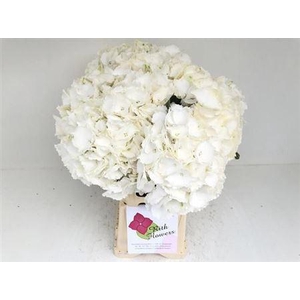 Hydr M Ch Whi Verena 60cm-20 [rith]