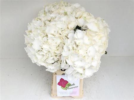 <h4>Hydr M Ch Whi Verena 60cm-20 [rith]</h4>