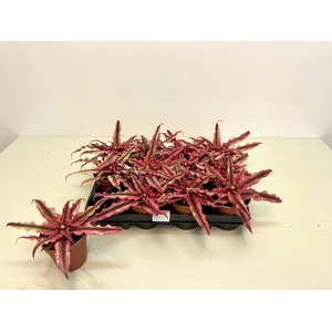 CRYPTAN RUBIN STAR