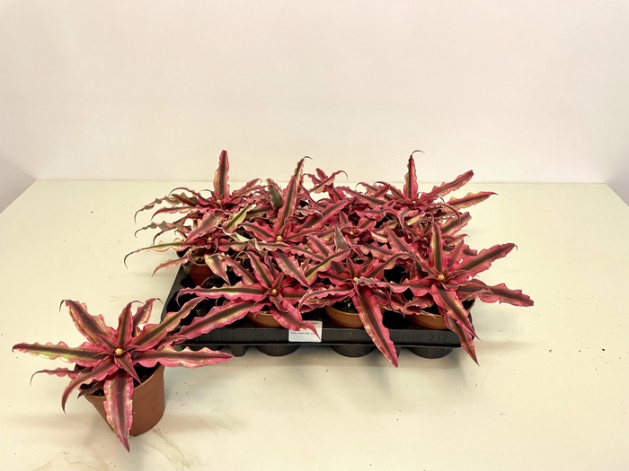 <h4>CRYPTAN RUBIN STAR</h4>