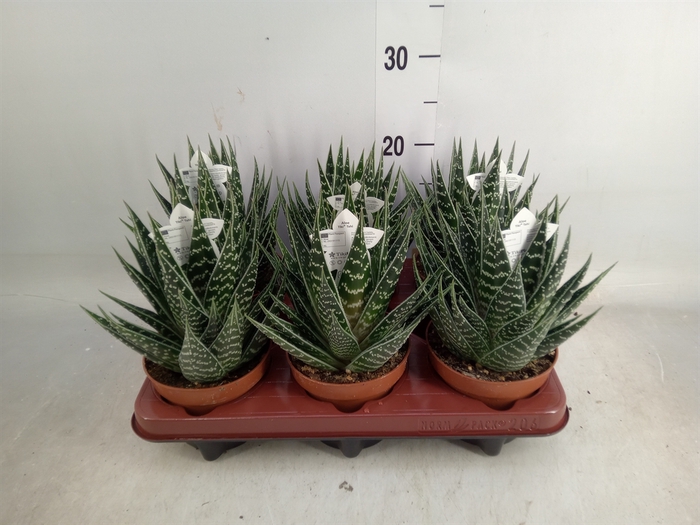 <h4>Aloe aristata 'Tiki Tahi'</h4>