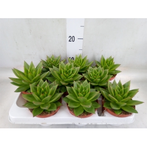 Echeveria agavoides