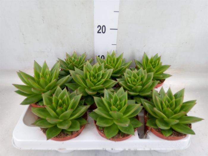 <h4>Echeveria agavoides</h4>