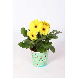 Gerbera gemengd 2+ Bl in sport beker