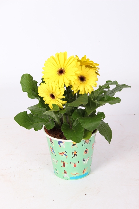 <h4>Gerbera gemengd 2+ Bl in sport beker</h4>