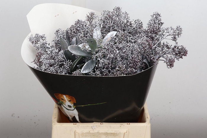 <h4>Skimmia Wx Zilver</h4>