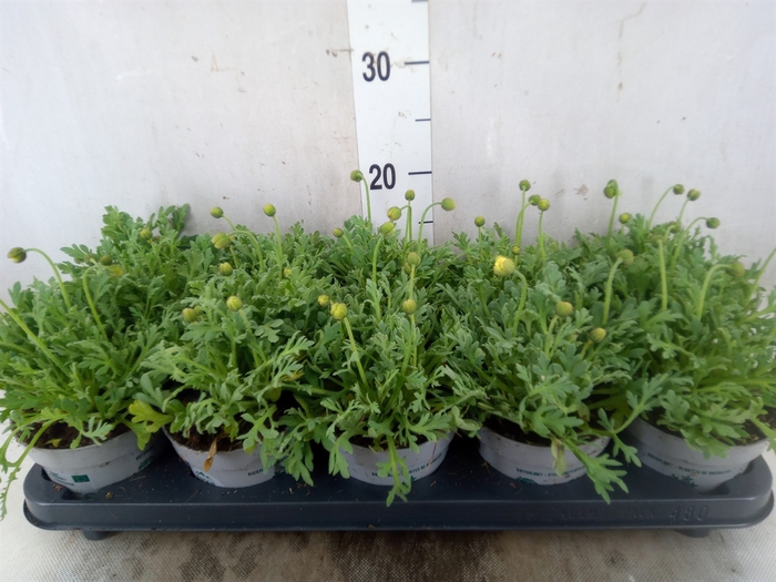 <h4>Papaver nudic.</h4>