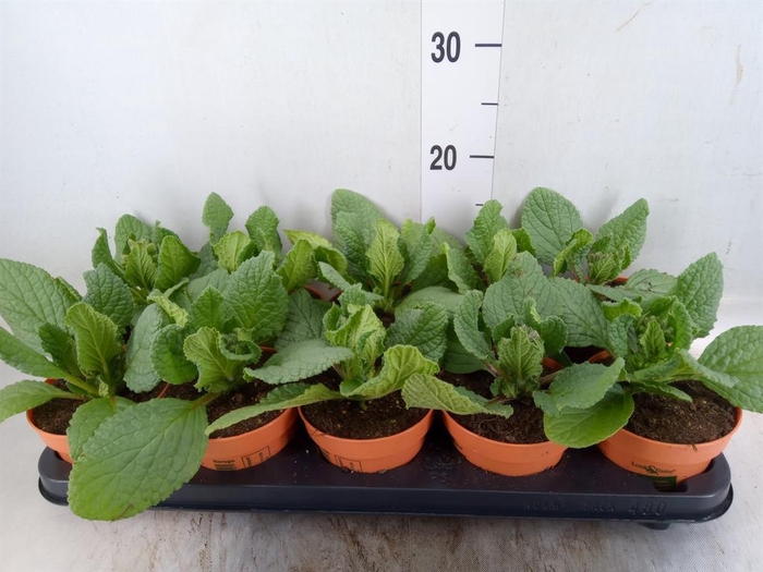 <h4>Tuinkruiden   ...</h4>