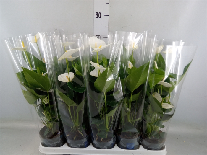 <h4>Anthurium  'Karma White'</h4>