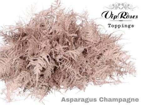 <h4>ASP OV 1E VEREN CHAMPAGNE</h4>