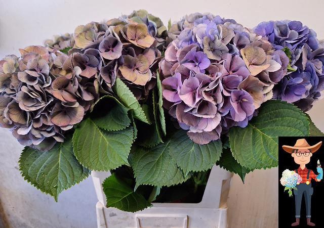 <h4>HYDR M ELBTAL CL</h4>