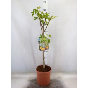 Ficus carica