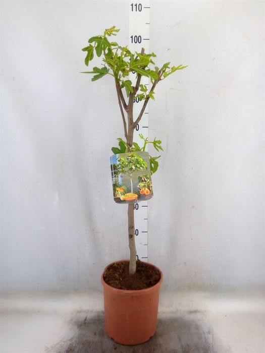<h4>Ficus carica</h4>