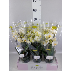 Phalaenopsis multi.   ...white