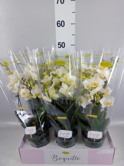 <h4>Phalaenopsis multi.   ...white</h4>