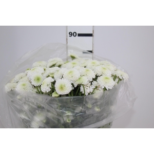 CRISANTEMO SANTINI AKOYA 080 CM