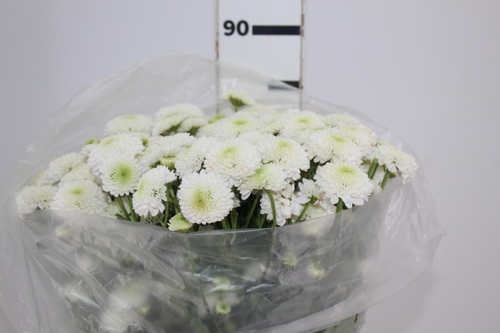 <h4>CRISANTEMO SANTINI AKOYA 080 CM</h4>