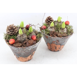 arr4 Hyacint MB - Harspotje taps x4