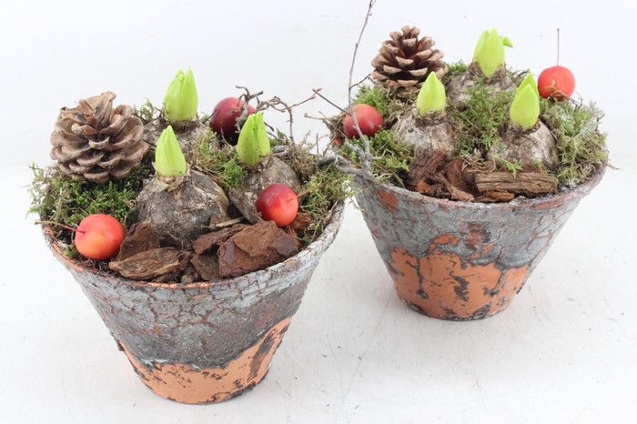 <h4>arr4 Hyacint MB - Harspotje taps x4</h4>