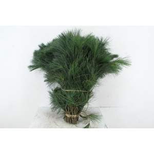 PINUS STROBUS PER STEM 60CM