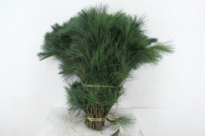 <h4>PINUS STROBUS PER STEM 60CM</h4>