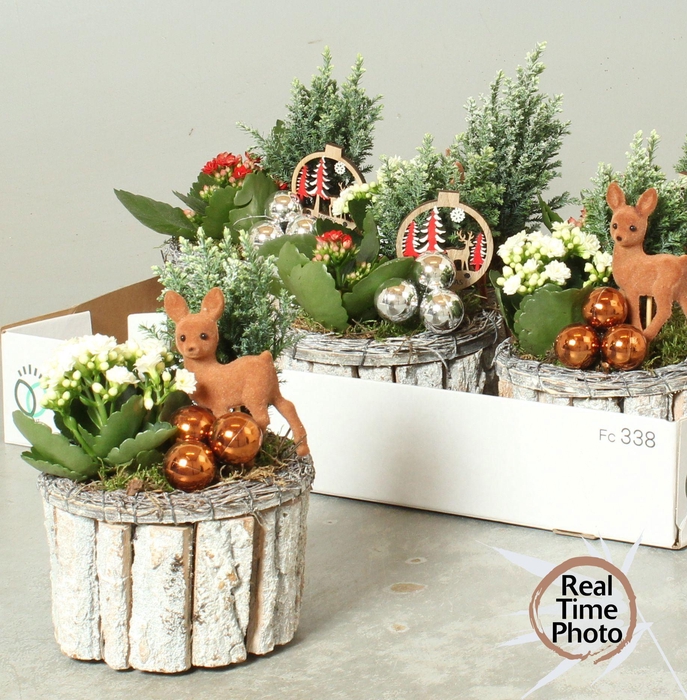 <h4>Arr Kamerpl</h4>