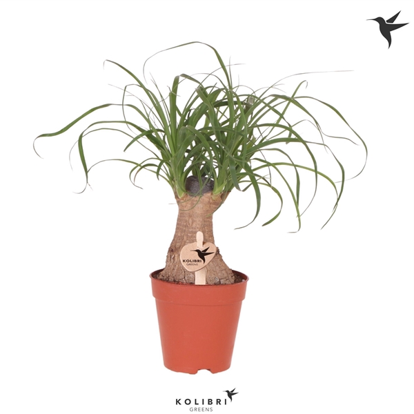 <h4>Kolibri Greens Beaucarnea</h4>
