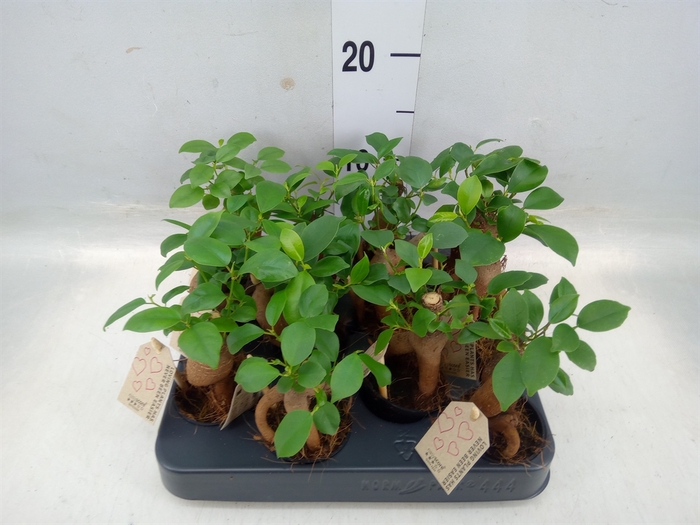 <h4>Ficus microcarpa 'Ginseng'</h4>