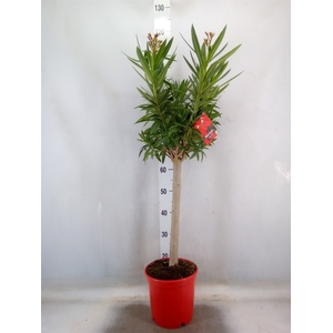 Nerium oleander   ...