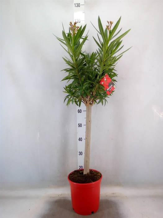 <h4>Nerium oleander   ...</h4>