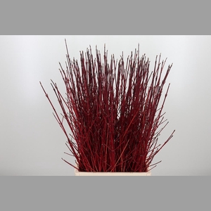 Cornus Cardinal Dec