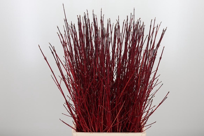 <h4>Cornus Cardinal Dec</h4>