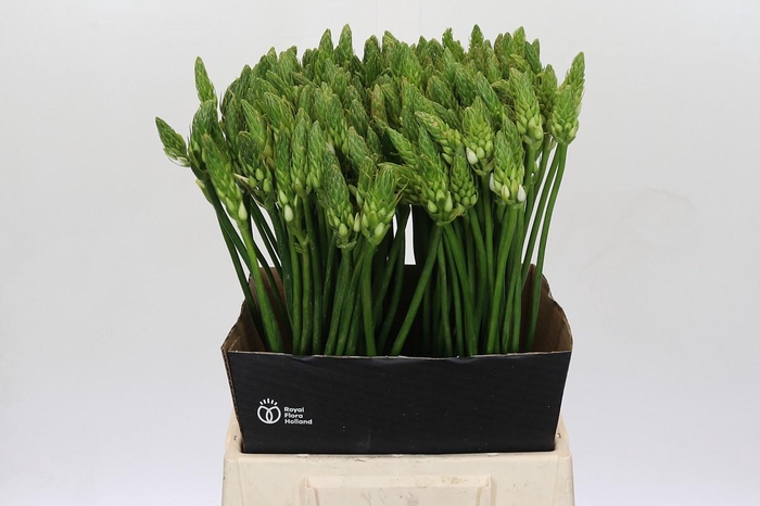 <h4>Ornithogalum Mount Fuji</h4>