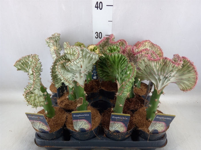 <h4>Euphorbia lactea 'Cristata'</h4>