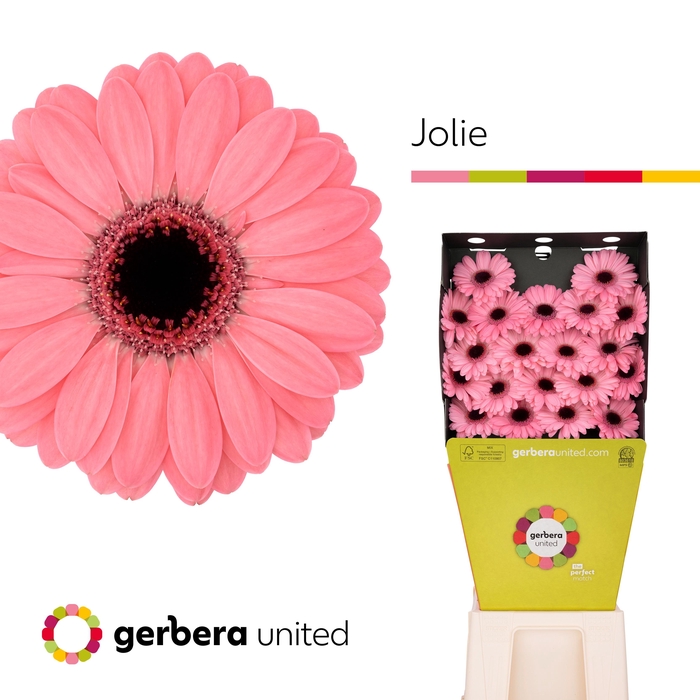 <h4>Ge Mi Jolie</h4>