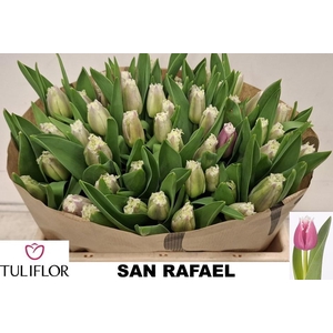 TU FR SAN CHRISTINA
