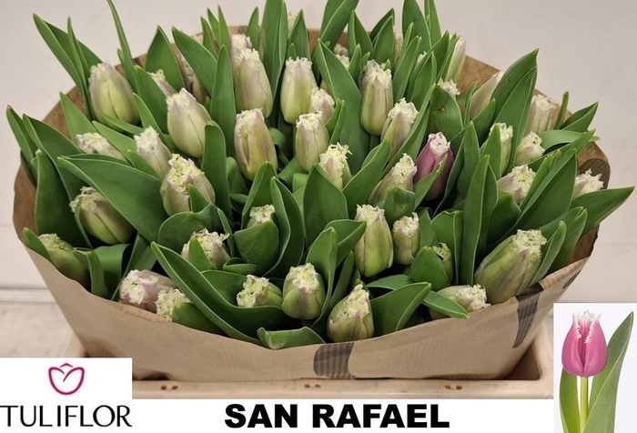 <h4>TU FR SAN CHRISTINA</h4>