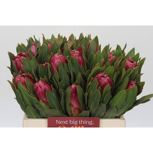 Protea Brenda