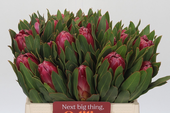 <h4>Protea Brenda</h4>