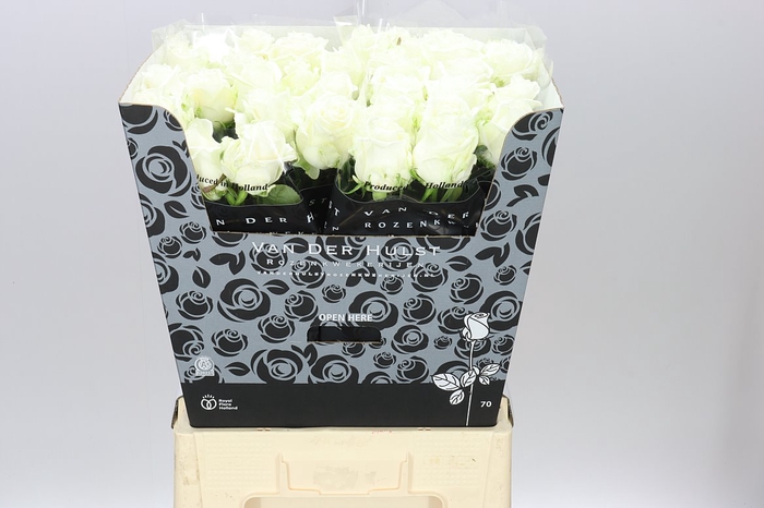 <h4>Rosa Gr Noelia</h4>