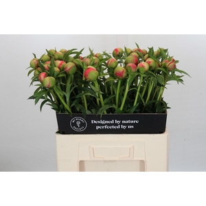 Paeonia Coral Charm