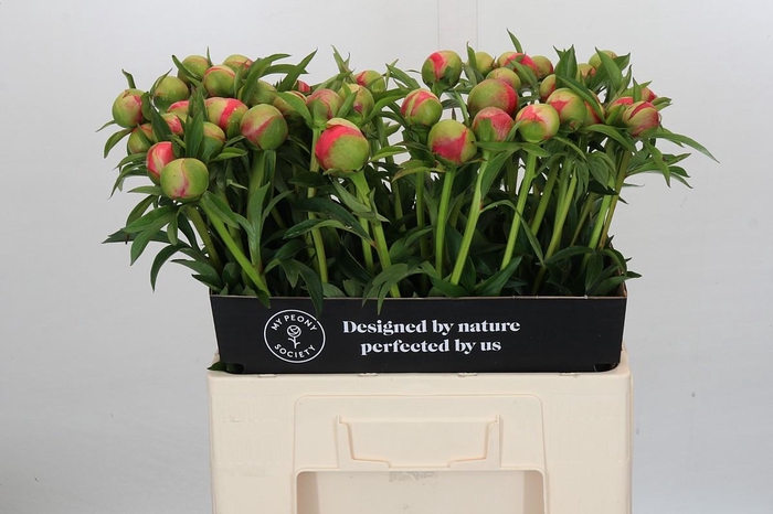 <h4>Paeonia Coral Charm</h4>