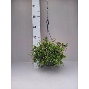 Rhipsalis prismatica fijn